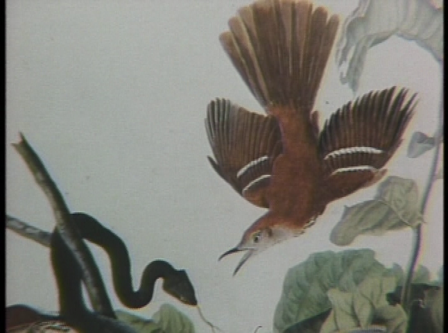 Thumbnail image for John James Audubon - The Birds of America