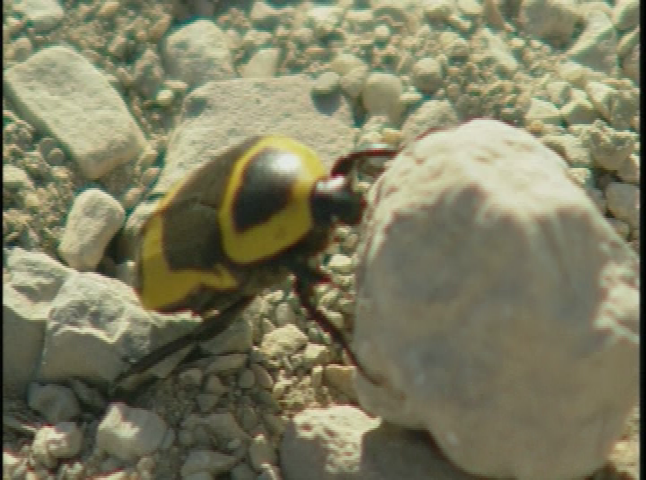 Thumbnail image for The Quest for Immortality