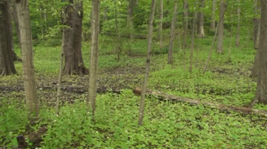 Thumbnail image for Burned Over District