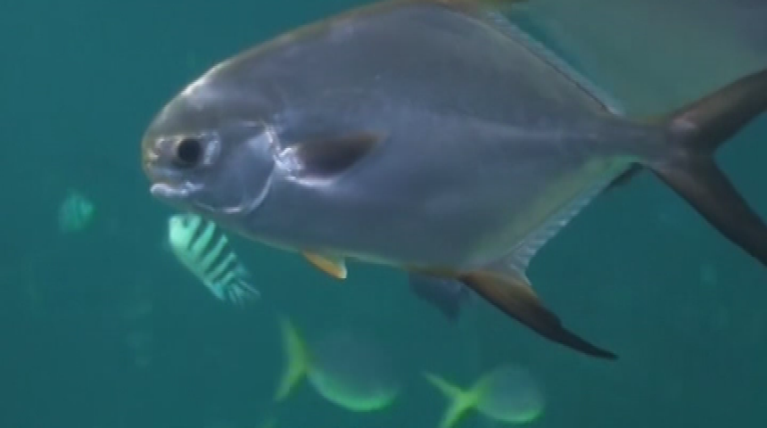 Thumbnail image for Australia Travel Adventure