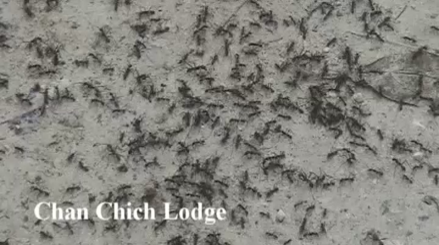 Thumbnail image for FLCC Belize 2008