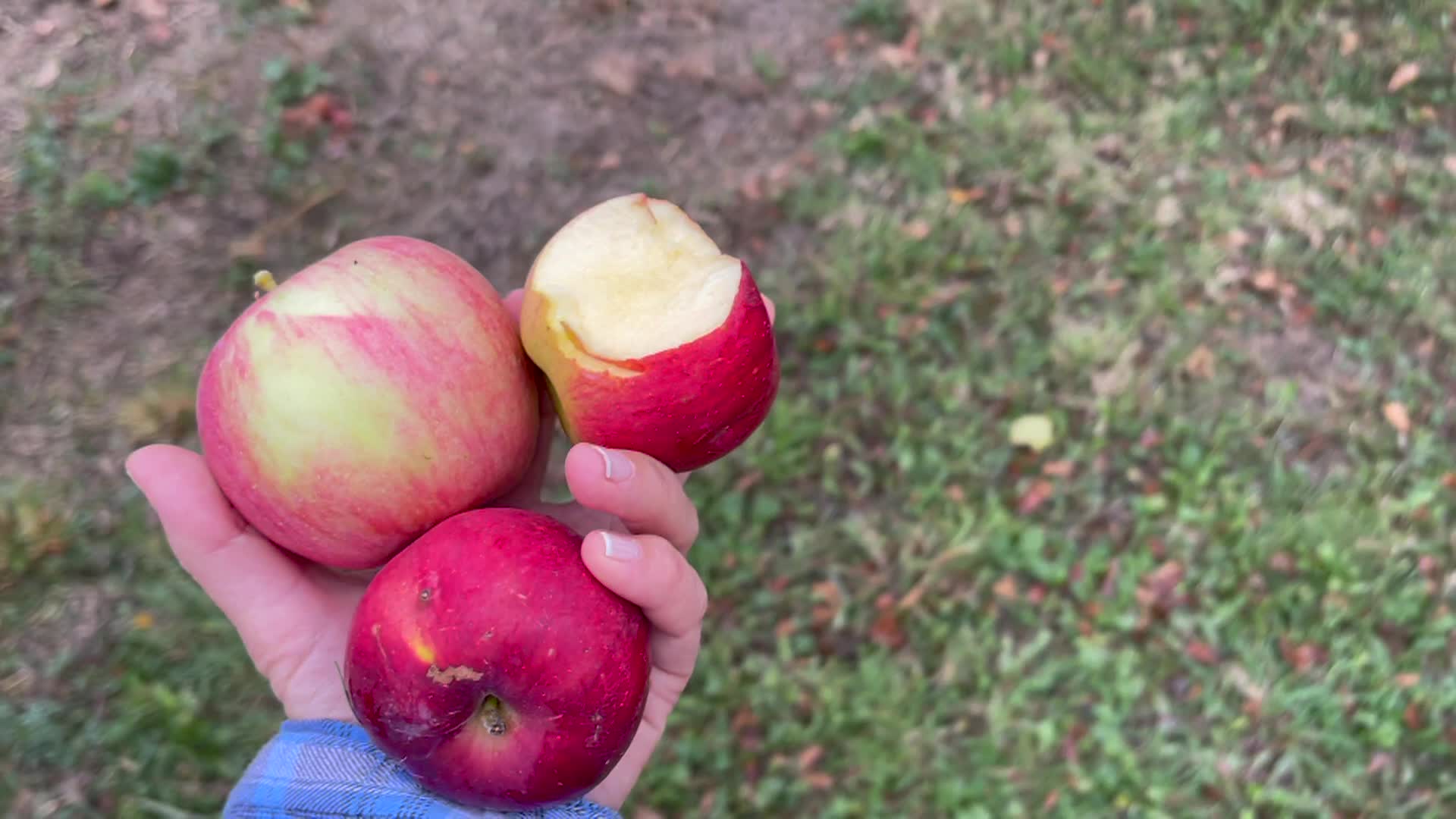 Thumbnail image for Cooking & Kids - Where Apple Tree Grows