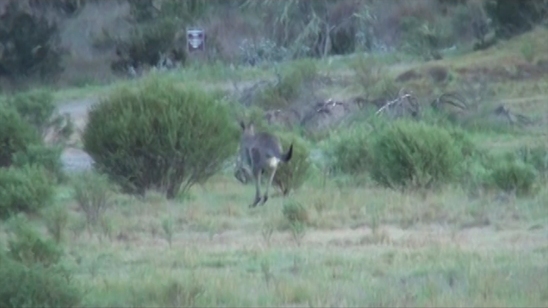 Thumbnail image for Biodiversity